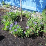 Batchelor Buttons in bloom