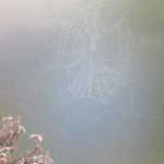 Spider's Web