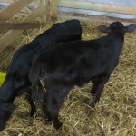 A Fall Fair wouldn't be complete without a shot of the Little Darlings!