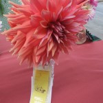 Pat's ribbon-winning dahlias