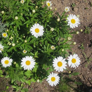 Daisies_2