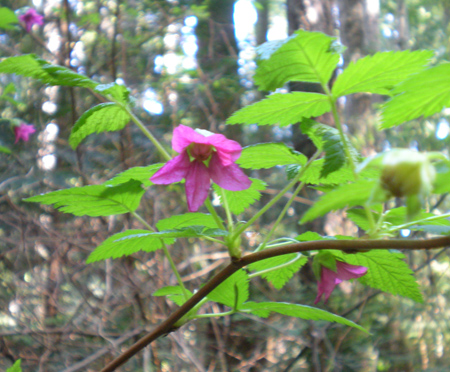 Salmon Berry