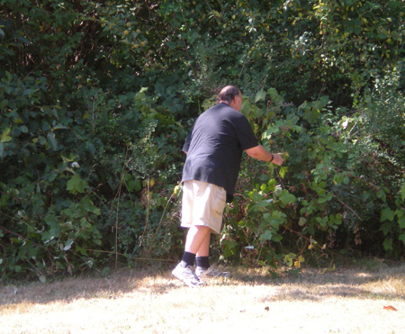 Picking Blackberries