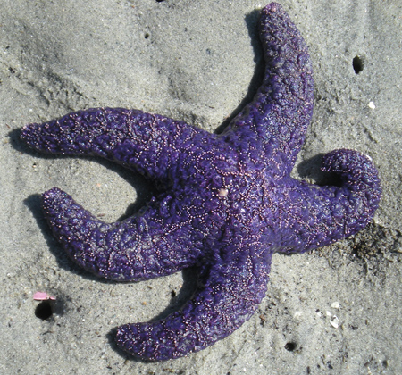 Starfish