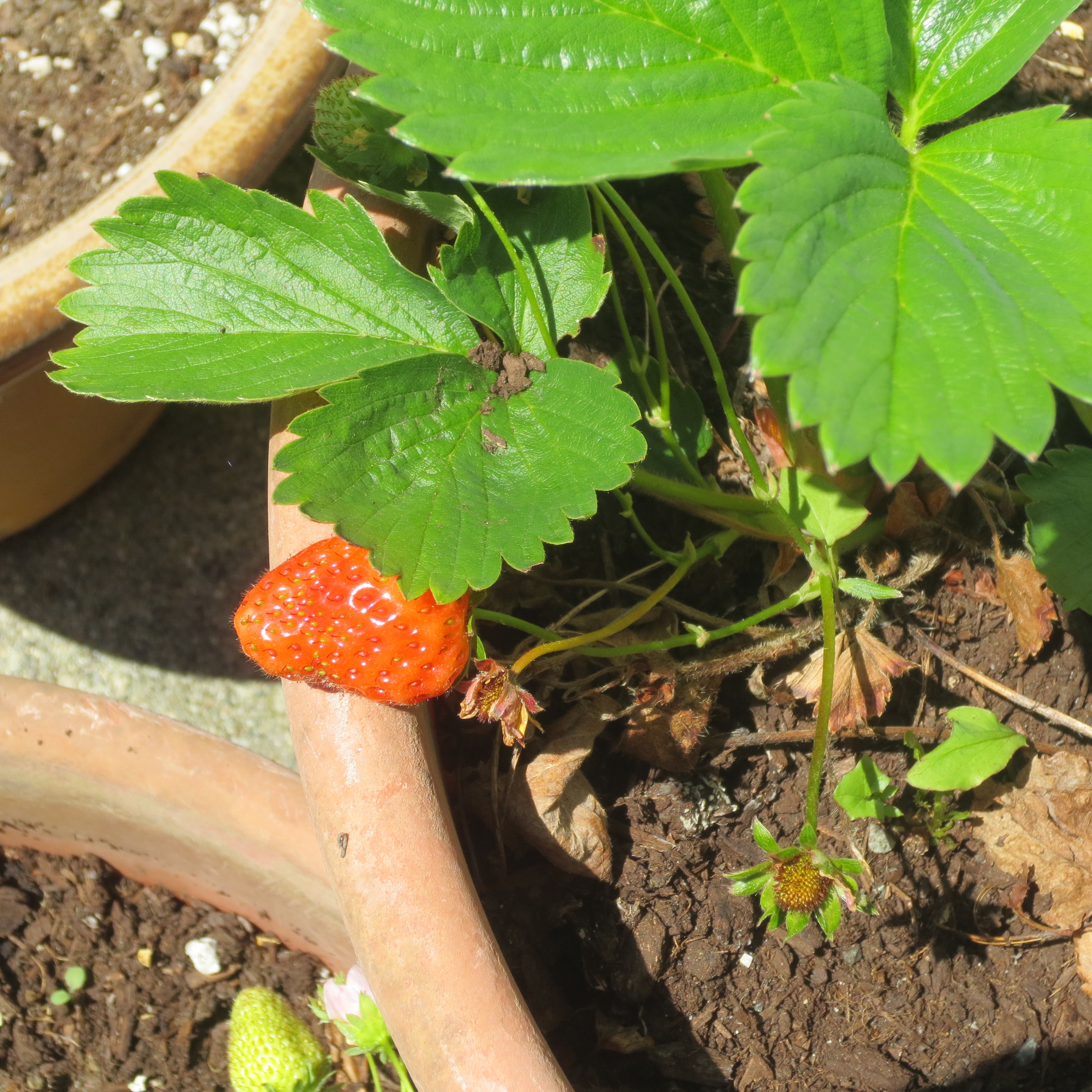 Strawberries