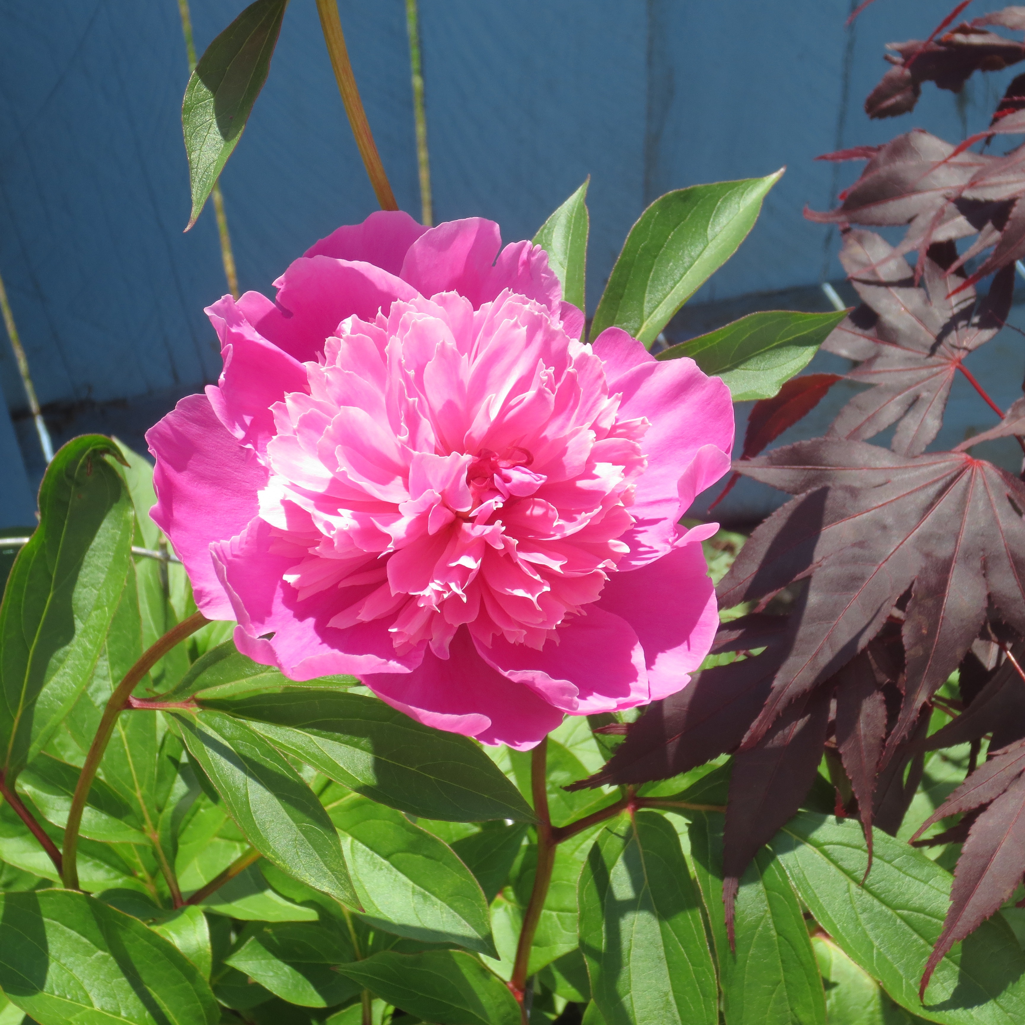 Peony