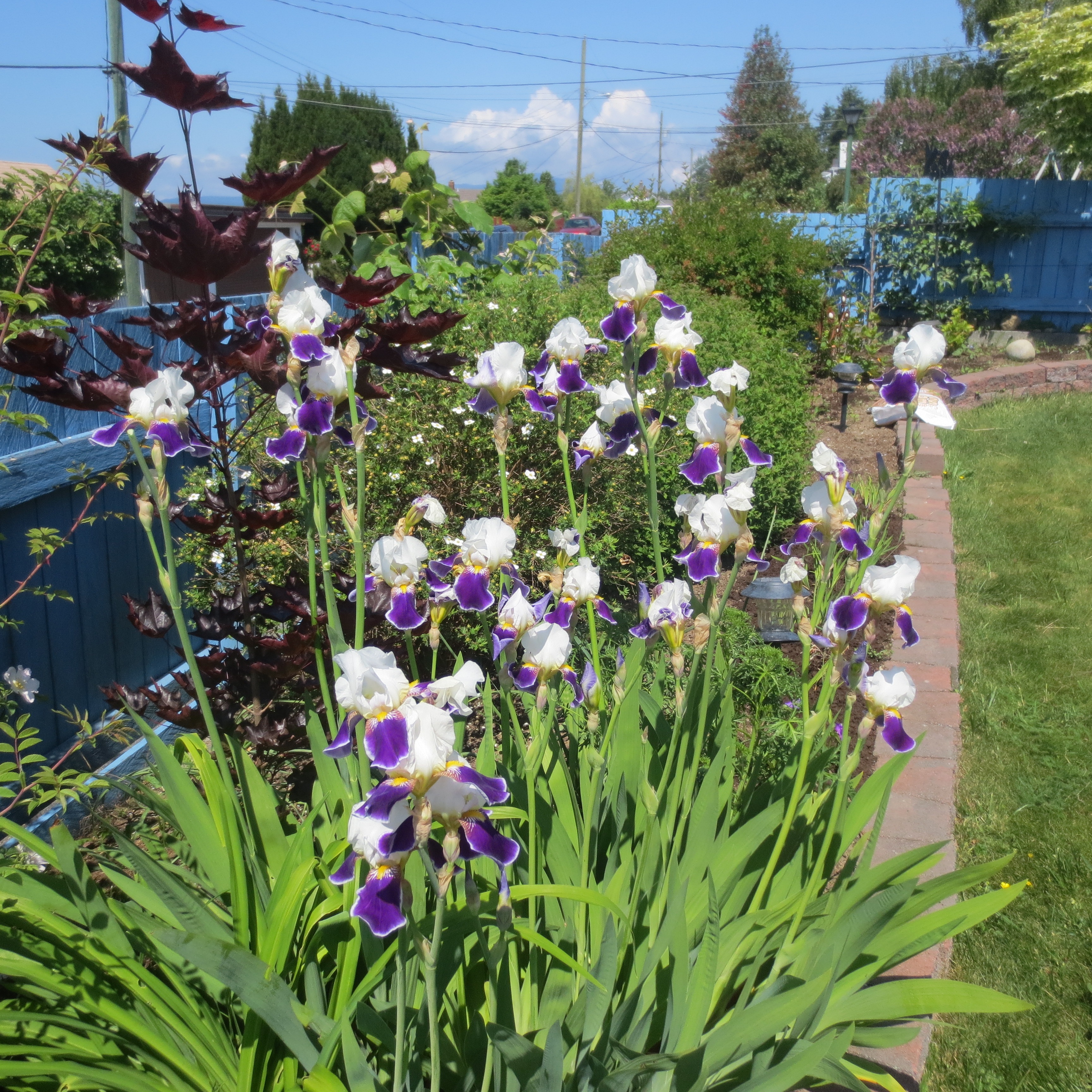 Siberian Iris