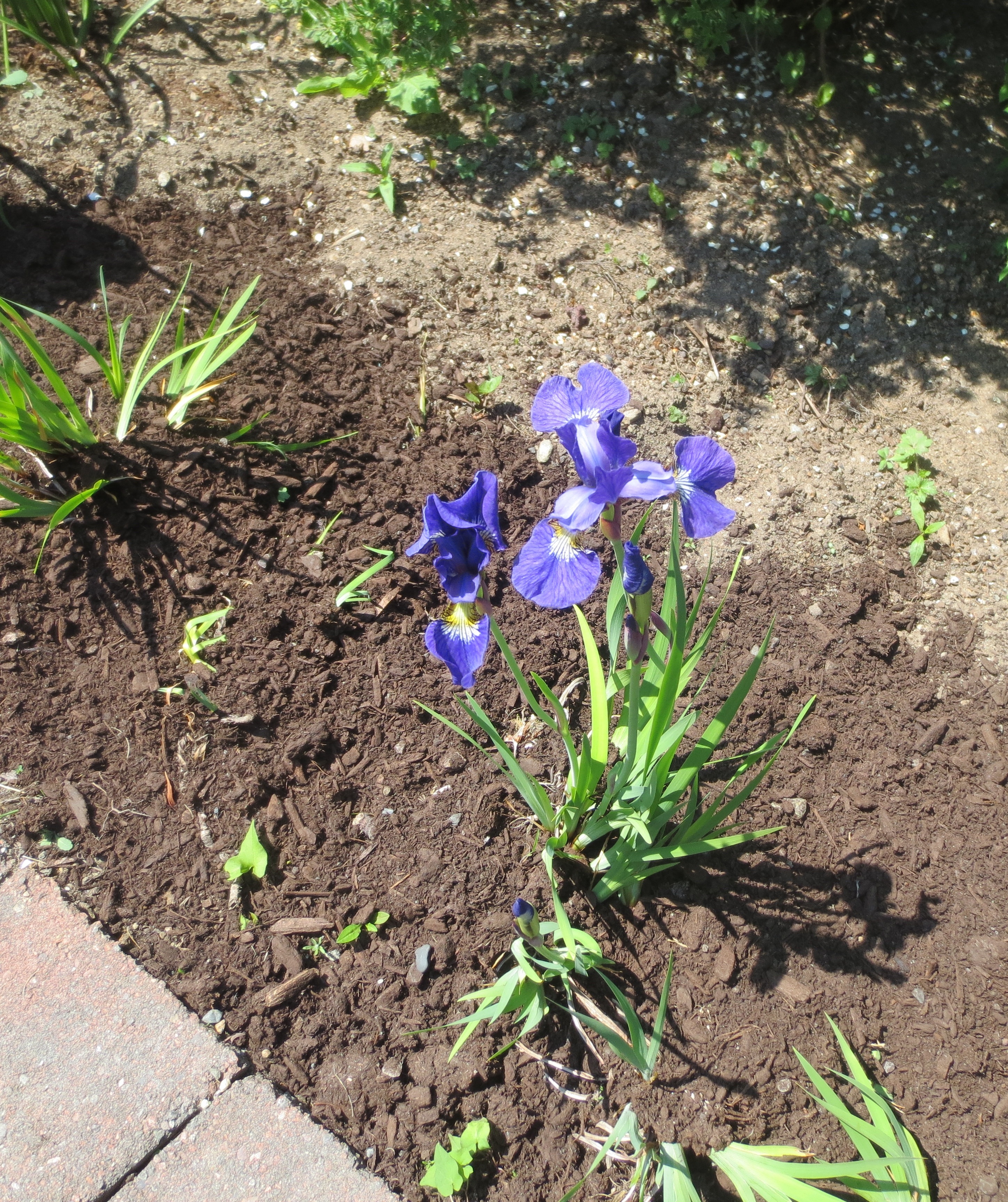 Day Lillies